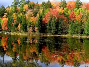 EXPLOREThere is so much to see in the area - Algonquin Park with it new Visitors Centre and Museum, the Pioneer logging museum, its hiking and biking trails, and don't forget the famous Wolf Howl which normally takes place once a week in the summer.