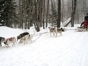 HORSE DRAWN SLEIGH & DOGSLED RIDESEnjoy a single horse drawn Sleigh or cutter ride at Rosey's Trail Rides or Deerhurst Resort. Both farms are 10 minutes from Colonial Bay. Dogsled expeditions at North Ridge Ranch (15 minute drive). 1/2 hour adventures start at $35.