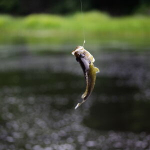 summer-fishing